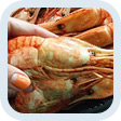 Tremendous Shrimp Will Be Produced in Kuban